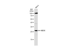 Invitrogen HES1 Polyclonal Antibody 100 &mu;L; Unconjugated:Antibodies,