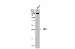 Invitrogen HES1 Polyclonal Antibody 100 &mu;L; Unconjugated:Antibodies,