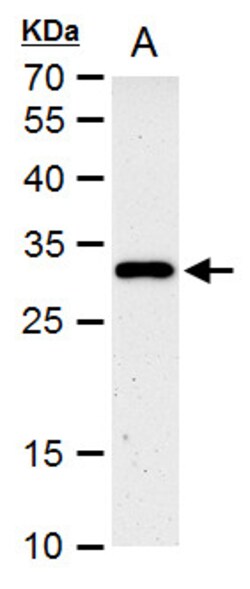 Invitrogen HES1 Polyclonal Antibody 100 &mu;L; Unconjugated:Antibodies,
