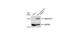 Invitrogen Syntenin 1 Polyclonal Antibody 100 &mu;L; Unconjugated:Antibodies,