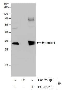 Invitrogen Syntenin 1 Polyclonal Antibody 100 &mu;L; Unconjugated:Antibodies,