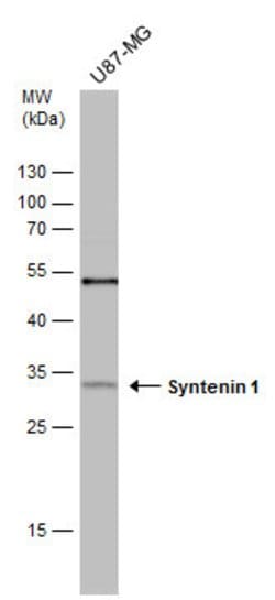 Invitrogen Syntenin 1 Polyclonal Antibody 100 &mu;L; Unconjugated:Antibodies,