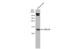 Invitrogen CXCL14 Polyclonal Antibody 100 &mu;L; Unconjugated:Antibodies,