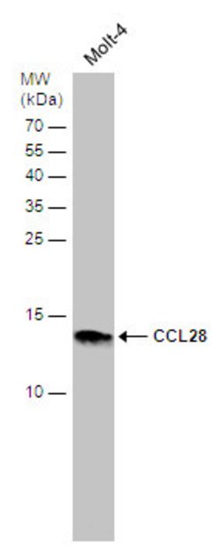 Invitrogen CCL28 Polyclonal Antibody 100 &mu;L; Unconjugated:Antibodies,