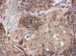 Invitrogen CXCL13 Polyclonal Antibody 100 &mu;L; Unconjugated:Antibodies,