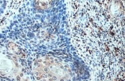 Invitrogen CXCL13 Polyclonal Antibody 100 &mu;L; Unconjugated:Antibodies,