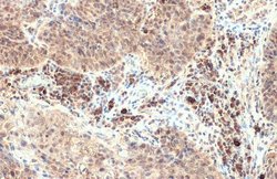 Invitrogen CXCL13 Polyclonal Antibody 100 &mu;L; Unconjugated:Antibodies,