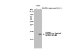 Invitrogen CXCL13 Polyclonal Antibody 100 &mu;L; Unconjugated:Antibodies,