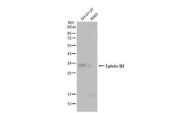 Invitrogen Ephrin B3 Polyclonal Antibody 100 &mu;L; Unconjugated:Antibodies,