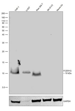 Invitrogen FCER1G Polyclonal Antibody 100 &mu;L; Unconjugated:Antibodies,