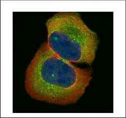 Invitrogen HIC5 Polyclonal Antibody 100 &mu;L; Unconjugated:Antibodies,