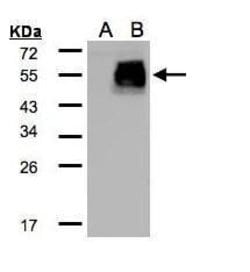 Invitrogen HIC5 Polyclonal Antibody 100 &mu;L; Unconjugated:Antibodies,