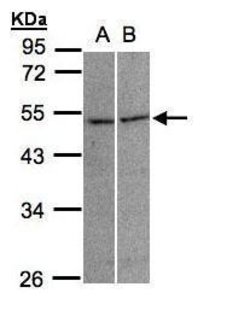Invitrogen GLRA3 Polyclonal Antibody 100 &mu;L | Buy Online | Invitrogen&trade; | Fisher Scientific