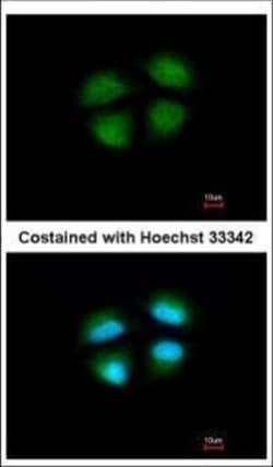 Invitrogen MED4 Polyclonal Antibody 100 &mu;L; Unconjugated:Antibodies,