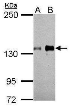 Invitrogen Axl Polyclonal Antibody 100 &mu;L; Unconjugated:Antibodies,