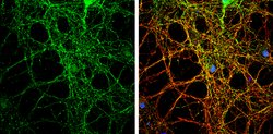 PACSIN1 Polyclonal Antibody, Invitrogen 100 &mu;L; Unconjugated:Antibodies,
