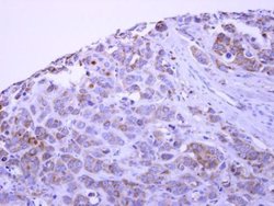 PACSIN1 Polyclonal Antibody, Invitrogen 100 &mu;L; Unconjugated:Antibodies,