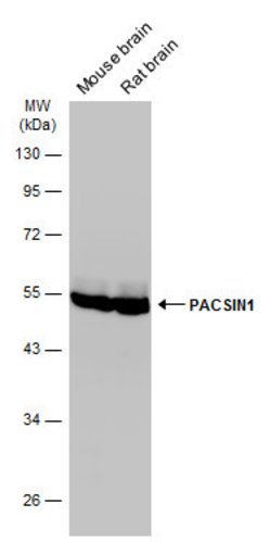 PACSIN1 Polyclonal Antibody, Invitrogen 100 &mu;L; Unconjugated:Antibodies,