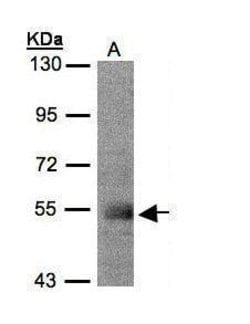 PACSIN1 Polyclonal Antibody, Invitrogen 100 &mu;L; Unconjugated:Antibodies,
