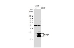Invitrogen GPX7 Polyclonal Antibody 100 &mu;L | Buy Online | Invitrogen&trade; | Fisher Scientific