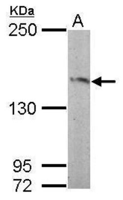 Invitrogen RASGRF2 Polyclonal Antibody 100 &mu;L; Unconjugated:Antibodies,