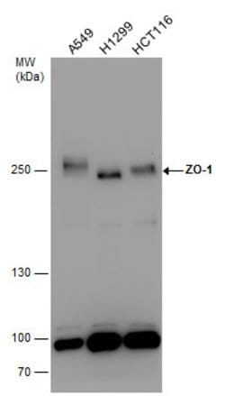 Invitrogen ZO-1 Polyclonal Antibody 100 μL; Unconjugated:Antibodies,