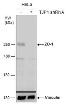 Invitrogen ZO-1 Polyclonal Antibody 100 μL; Unconjugated:Antibodies,