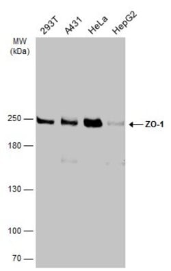 Invitrogen ZO-1 Polyclonal Antibody 100 μL; Unconjugated:Antibodies,