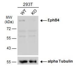 Invitrogen EphB4 Polyclonal Antibody 100 &mu;L; Unconjugated:Antikörper