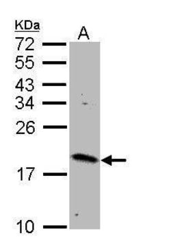 Invitrogen RHEB Polyclonal Antibody 100 &mu;L; Unconjugated:Antibodies,