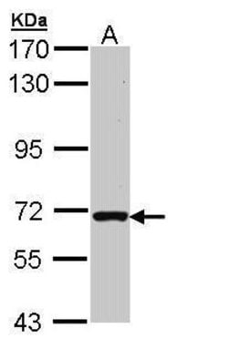 Invitrogen RASGRP2 Polyclonal Antibody 100 &mu;L; Unconjugated:Antibodies,