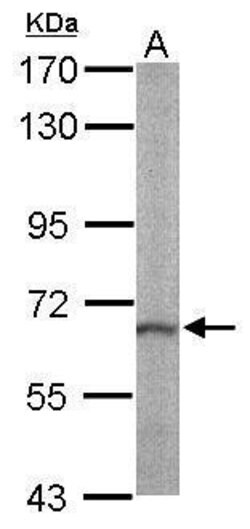 Invitrogen RASGRP2 Polyclonal Antibody 100 &mu;L; Unconjugated:Antibodies,
