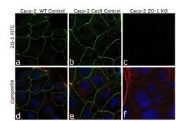 Invitrogen ZO-1 Polyclonal Antibody 100 &mu;L; Unconjugated:Antibodies,