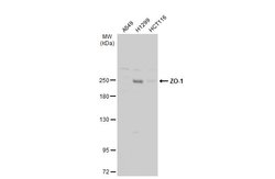 Invitrogen ZO-1 Polyclonal Antibody 100 &mu;L; Unconjugated:Antibodies,