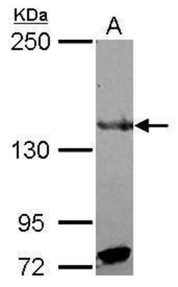 Invitrogen RFX1 Polyclonal Antibody 100 &mu;L; Unconjugated:Antibodies,