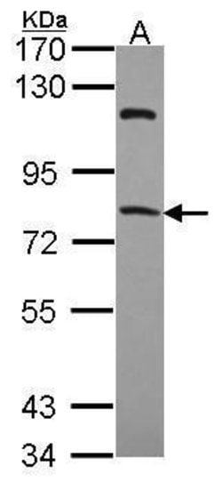 Invitrogen RFX4 Polyclonal Antibody 100 &mu;L; Unconjugated:Antibodies,