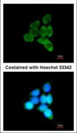 Invitrogen MINPP1 Polyclonal Antibody 100 &mu;L; Unconjugated:Antibodies,