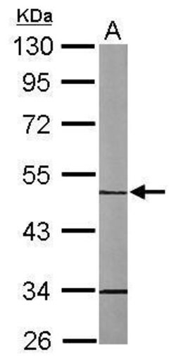 Invitrogen MINPP1 Polyclonal Antibody 100 &mu;L; Unconjugated:Antibodies,