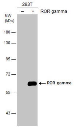 Invitrogen ROR gamma Polyclonal Antibody 100 &mu;L | Buy Online | Invitrogen&trade; | Fisher Scientific
