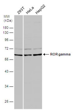 Invitrogen ROR gamma Polyclonal Antibody 100 &mu;L | Buy Online | Invitrogen&trade; | Fisher Scientific