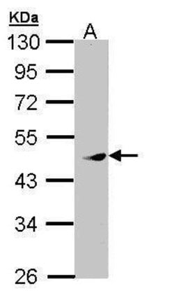 Invitrogen PRAK Polyclonal Antibody 100 &mu;L | Buy Online | Invitrogen&trade; | Fisher Scientific