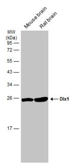 Invitrogen DLX1 Polyclonal Antibody 100 &mu;L; Unconjugated:Antibodies,