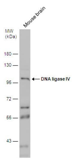 DNA ligase IV Polyclonal Antibody, Invitrogen 100 &mu;L; Unconjugated:Antibodies,
