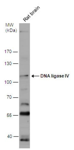 DNA ligase IV Polyclonal Antibody, Invitrogen 100 &mu;L; Unconjugated:Antibodies,