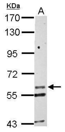 Invitrogen KCNG1 Polyclonal Antibody 100 &mu;L; Unconjugated:Antibodies,