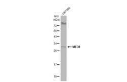 Invitrogen MED8 Polyclonal Antibody 100 &mu;L; Unconjugated:Antibodies,
