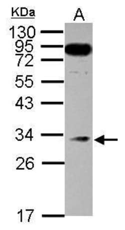 Invitrogen MED8 Polyclonal Antibody 100 &mu;L; Unconjugated:Antibodies,