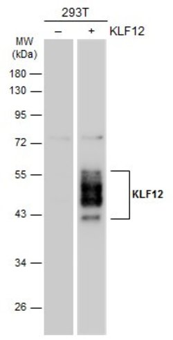 KLF12 Polyclonal Antibody:Antibodies, Polyclonal