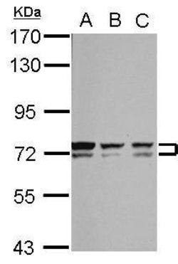 Invitrogen Bestrophin 1 Polyclonal Antibody 100 &mu;L; Unconjugated:Antibodies,