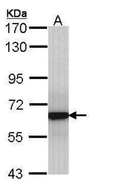 Invitrogen GRB14 Polyclonal Antibody 100 &mu;L; Unconjugated:Antibodies,